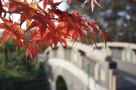 red maple leavesの写真素材