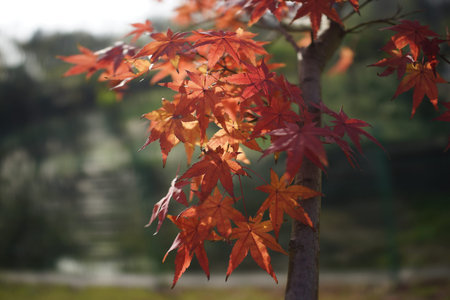 red maple leaves