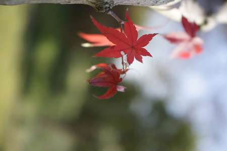 red maple leavesの写真素材