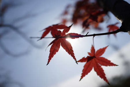 red maple leavesの写真素材