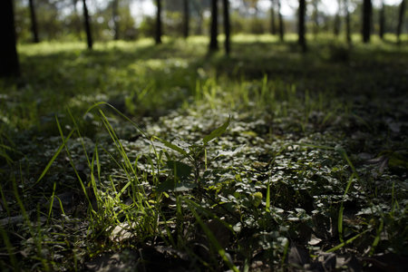 The morning twilight of the woodsの写真素材
