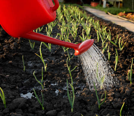 Watering of the garden bedの写真素材