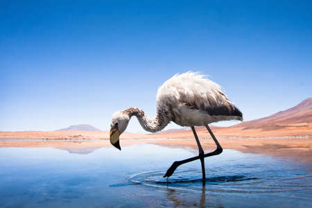 bolivian pink flamingo in the lake of Altiplanoの写真素材