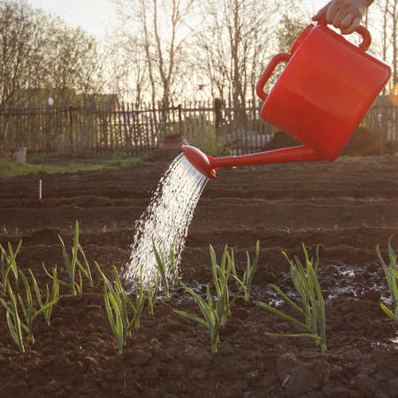 work in the garden in springの写真素材