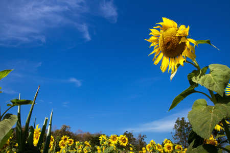 field of sunflowers and blue skyの写真素材