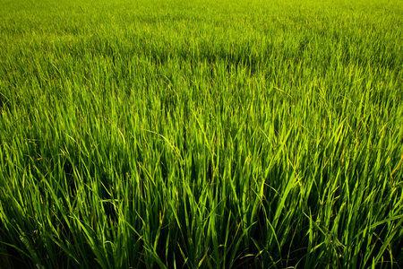 grass, green rice fieldの写真素材
