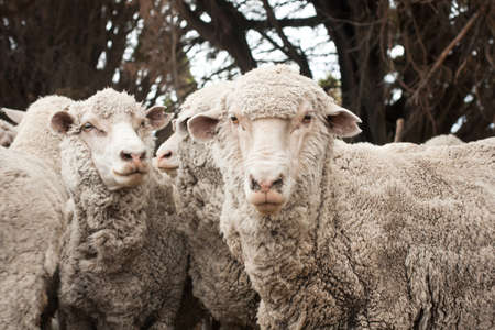 group of sheep in the farmの写真素材
