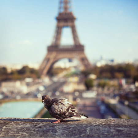 pigeon on Eiffel Tower background in Paris, France