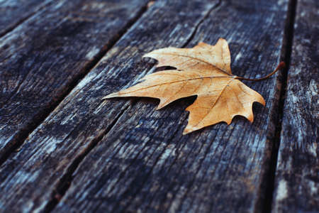 autumn backgroundの写真素材