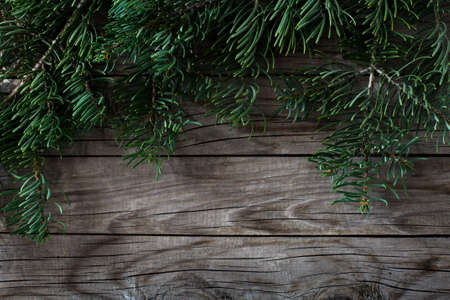 fir tree christmas backgroundの写真素材