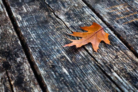 autumn backgroundの写真素材