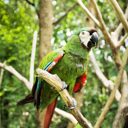 tropical parrotの写真素材