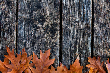 autumn backgroundの写真素材