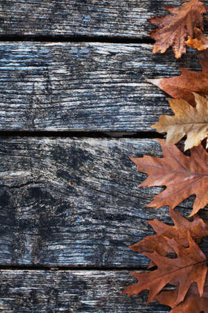 autumn or thanksgiving backgroundの写真素材