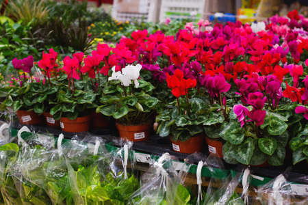 flower marketの写真素材