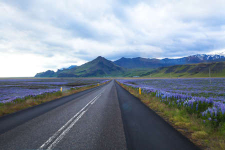 beautiful road in Iceland between lupine fieldsの写真素材