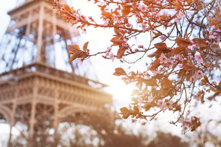 spring in Parisの写真素材