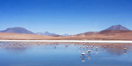 pink flamingos in Bolivia, nature and wildlife, beautiful landscape with mountain lake and birdsの写真素材