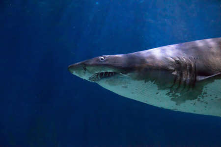 Shark with scary big teeth underwater, risk or danger concept backgroundの写真素材