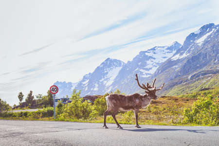 reindeer walking on the road in Norwayの写真素材