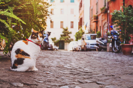 cat sitting on the street near home in Italyの写真素材