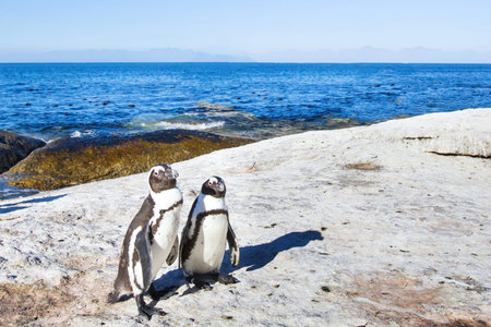 couple of penguins in South Africaの写真素材