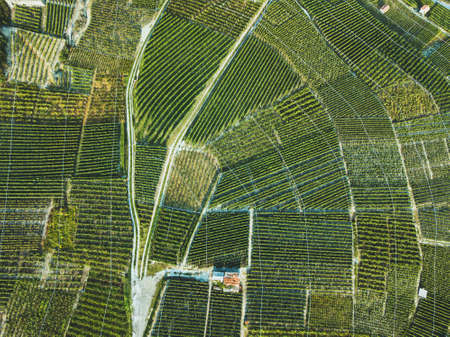 aerial view of green fields landscape from drone, beautiful wineyards, wine grape agricultureの写真素材