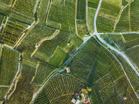 beautiful aerial landscape of wine yards, top view of grape plantationの写真素材