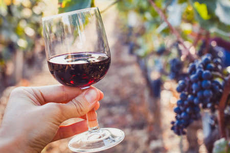 wine tasting, degustation, hand holding a glass in wineyardの写真素材