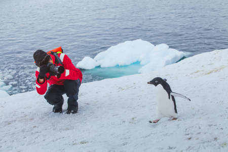 tourist wildlife photographer taking photo of bird adelie penguin in Antarcticaの写真素材