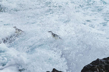 penguins struggling to survive in Antarctica, swimming in big wavesの写真素材