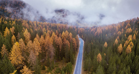 panoramic landscape of road in autumn forest, fall banner background