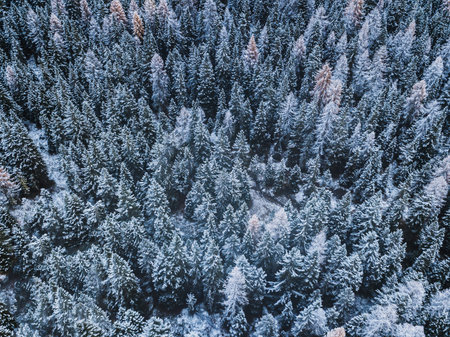 Beautiful winter forest aerial background view from above, pine trees covered by first snow in...
