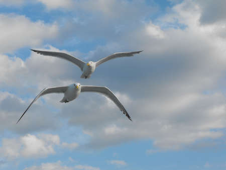 Birds flying, clouds in a blue skyの写真素材