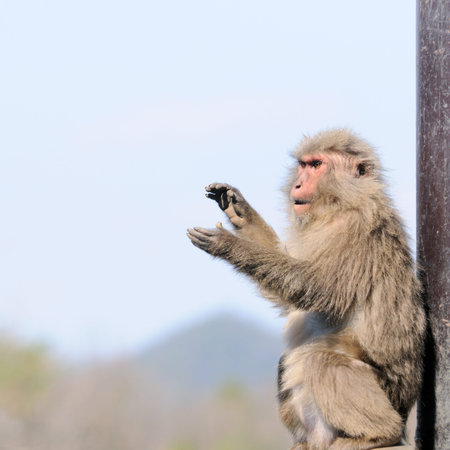 Japanese macaca clapping hands; shot was taken in Monkey Park, Inuyama, Aichi prefecture, Japan