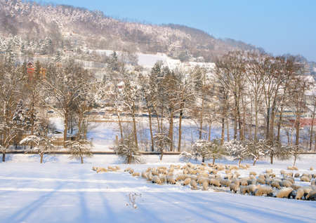 Winter walley. Flock of sheep greasing on a snowy field. Ammerbach walley in Jena, Thuringia, Germanyの写真素材