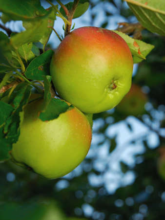 Two apples on an apple treeの写真素材