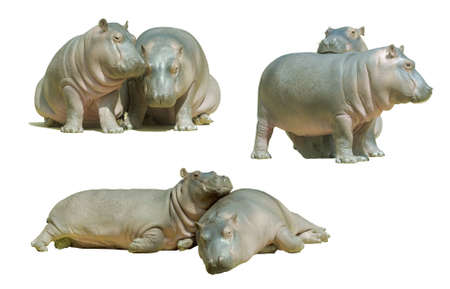 Two baby hippos, isolated on whiteの写真素材