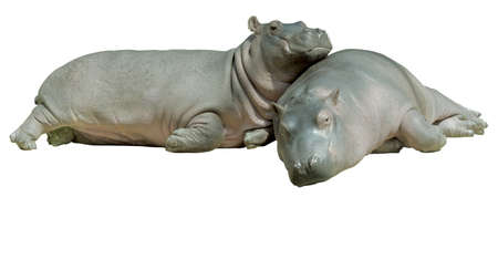 Two baby hippos resting, isolated on white; picture taken in Berlin Zooの写真素材