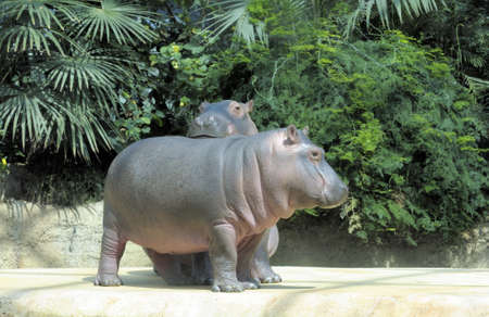 Two baby hippos playing. Picture was taken in Berlin Zooの写真素材