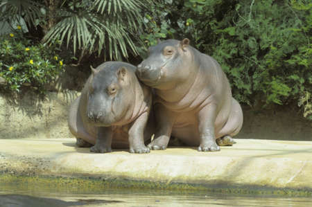 Two baby hippos, the shot was taken in Berlin Zooの写真素材