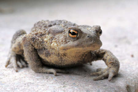 Closeup on common toad (Bufo Bufo)の写真素材