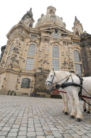 Pair of white horses in front of Church of Our Lady (Frauenkirche) in Dresden, Germanyの写真素材