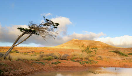 Landscape with a lonely tree beaten by winds; backdrop - Mount Guanapay crowned with ancient castle (the Castillo de Santa Bï¿½rbara) bathing in golden evening sun; the castle now hosts the Museum of Emigrants; this spot is above Teguise, the old capital の写真素材