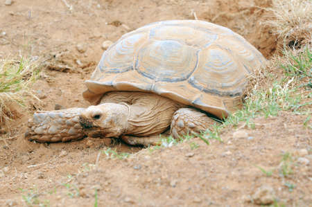 African Spur Thigh Tortoise (Sulcata Tortois) in Rancho Texas Zoo, Lanzarote, Canary islands, Spainの写真素材