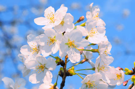 Closeup on bunch of amazakura flowers on a sunny day against blue sky. Amazakura is a variety of sakura where blossoms come out before leavesの写真素材