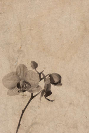 Old japanese paper background with the branch of pink phalaenopsis orchid flowersの写真素材