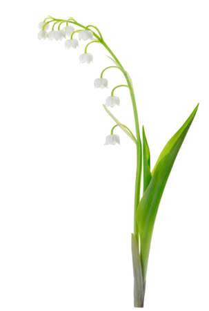 Lily of the Valley (Convallaria Majalis) isolated on whiteの写真素材