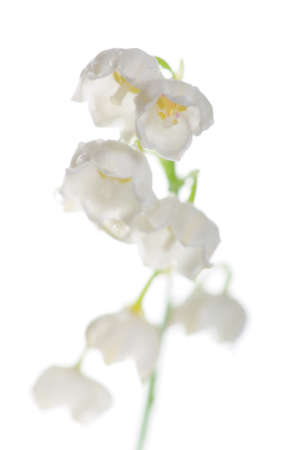 Lily of the Valley (Convallaria Majalis) isolated on white; focus on the top blossomsの写真素材