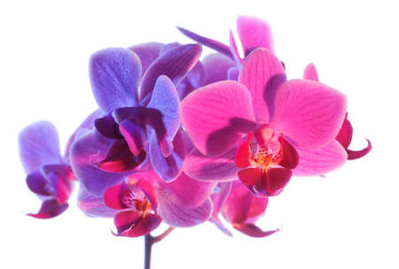 Phalaenopsis orchid, illuminated with pink and purple lights, on white backgroundの写真素材